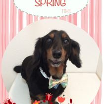 Mダックスフント