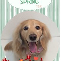 Mダックスフント