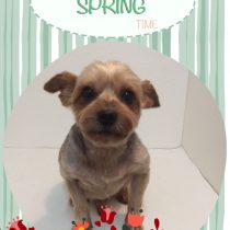 ヨークシャーテリア