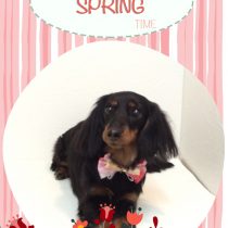 Mダックスフント