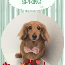 Mダックスフント