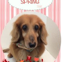 Mダックスフント