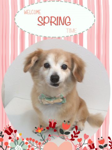 チワワ×MダックスフントMIX