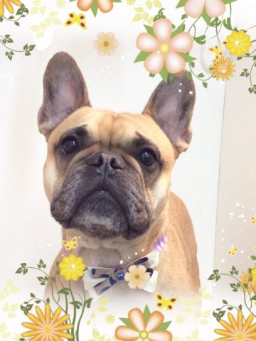フレンチブルドッグ
