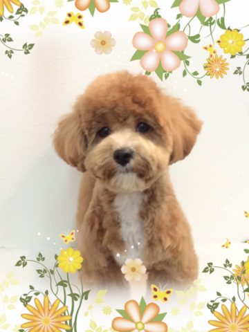 マルチーズ×トイプードルmix