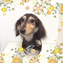 Mダックスフント