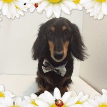 Mダックスフント