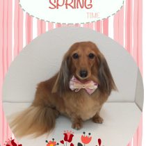 Mダックスフント