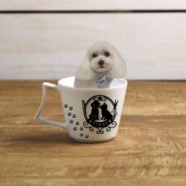 マルチーズ×トイプードルmix