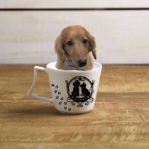 Mダックスフント