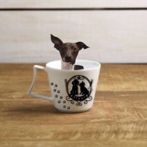 イタリアングレーハウンド