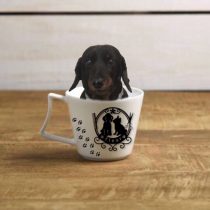 Mダックスフント