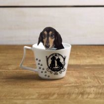 Mダックスフント