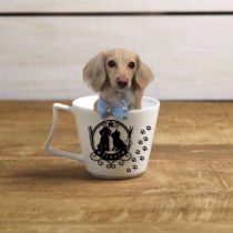 Mダックスフント