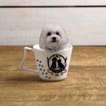 チワワ×マルチーズmix