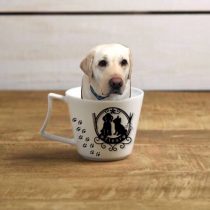 ラブラドールレトリバー