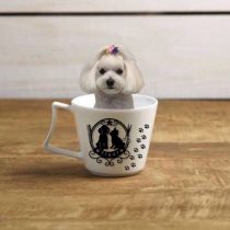 マルチーズ×トイプードルmix