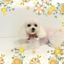 マルチーズ×トイプードルmix