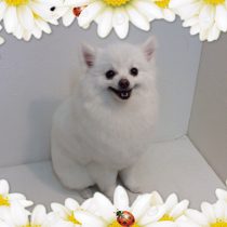 ポメラニアン