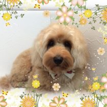 オーストラリアンラブラドゥードゥル