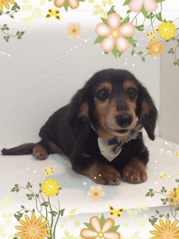 Mダックスフント