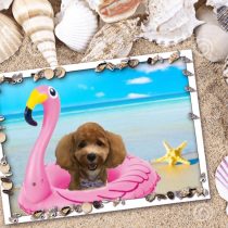 マルチーズ×トイプードルmix