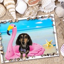 Mダックスフント