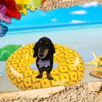 Mダックスフント