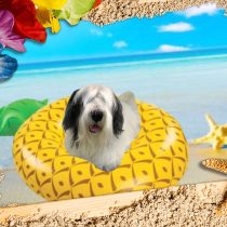 シーリハムテリア