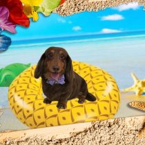 Mダックスフント