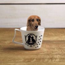 Mダックスフント