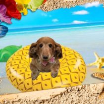 Mダックスフント