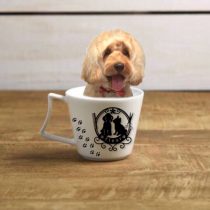 オーストラリアンラブラドゥードゥル