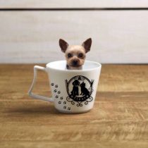 ヨークシャテリア