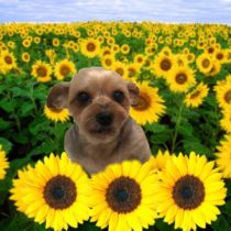 ヨークシャーテリア