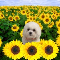 チワワ×マルチーズ