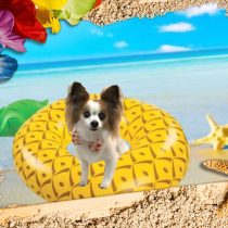 パピヨン×チワワmix