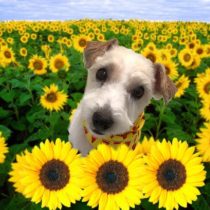 ジャックラッセルテリア