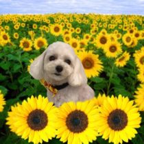 マルチーズ×トイプードルmix