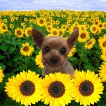 ヨークシャーテリア