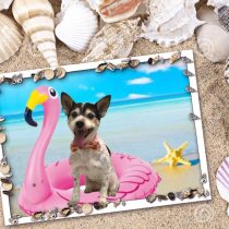 ジャックラッセルテリア