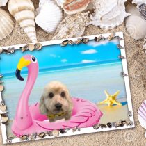 Mダックス×トイプードルmix