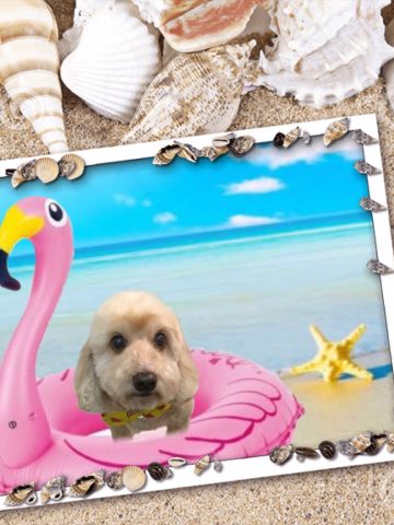 Mダックス×トイプードルmix