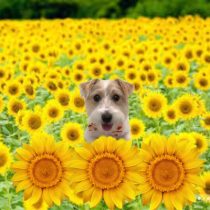 ジャックラッセルテリア