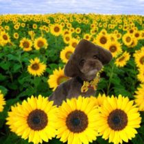 チワワ×トイプードルmix