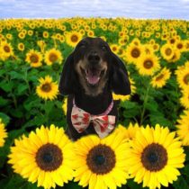 Mダックスフント