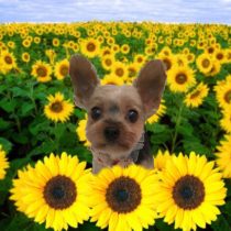 ヨークシャーテリア