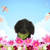 カニヘンダックス