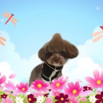 チワワ×トイプードルmix