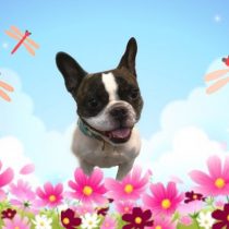 フレンチブルドッグ